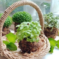 苔球小提籃 DIY 編織材料包【含材料包及線上教學影片】