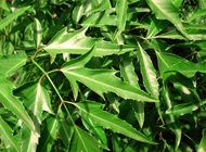 Lá Đinh Lăng ( Lá cây Đinh Lăng tươi xanh 100% MIỀN TÂY NGUYÊN ).