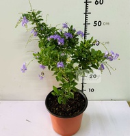 🌸蕾丝金露花🌸 Golden Dewdrop🌸 金露花🌸 Duranta erecta🌸 Pigeon Berry🌸 Outdoor plant 🌸indoor plant🌸Ready stock🚛🚛