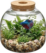 NUOBESTY Glass Terrarium Jar with Wood Stopper - Small Ecosystem Container for Hydroponic Plants - C