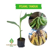 BIBIT BUAH PISANG TANDUK - BIBIT PISANG - BIBIT PISANG TANDUK -