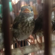 sikatan rimba dada coklat (SRDC) lolohan sortiran jantan
