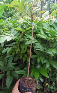 Bibit Kelengkeng Seedling