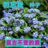 Forget-Me-Not Flower Seeds Four Seasons Easy-Grow Flower Seeds Mosquito Repellent Years Old Forget-M