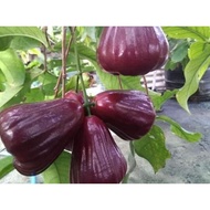 benih pokok jambu ori Dahari