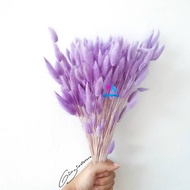 Bunga Lagurus Ikat Besar | Bunga Kering Asli |  Flower Bunch