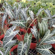 Alocasia Bambino plant