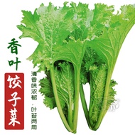 Fragrant Mustard Seeds Seeds Potted Plants Four Seasons Vegetables Big Leaves Small Vegetables Sprin