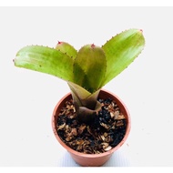 Bromeliad Neoregelia's pup, lost id rm29, 1pc(cover photo as ref of mother plant)last 3pcs of actual pup updated@19Jan22