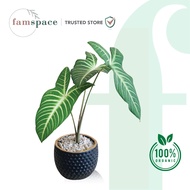 Famspace - Caladium Lindenii Plant - Fresh Gardening Indoor Plant Outdoor Plants for Home