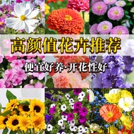 Flower Seed Four Seasons Seed Gypsophila Sunflower Cosmos Hundred Sunflower Sunflower Daisy Mint