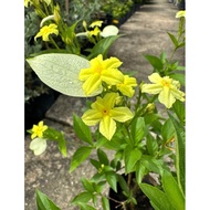 【LSG】Dwarf Mussaenda yellow outdoor live plant | 黃萼花｜玉叶金花