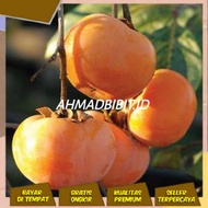Terlaris TANAMAN BUAH KESEMEK JEPANG BIBIT TANAMAN BUAH KESEMEK ASAL JEPANG IMPORT BIBIT KESEMEK TER