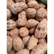 Roots for fighting chickens, 3-4 tubers/100g.