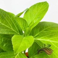 ♨[Outdoor Plant] Hydrangea (Random Color) by LS Group