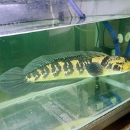 ikan hias channa yellow sentarum jumbo / maru ys / gabus hias lokal