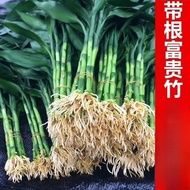 Rooted Lucky Bamboo Flower Hydroponic Living Room Hydroponic Soil Lucky Bamboo Thick Bamboo Green Pl