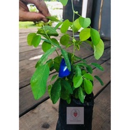 Butterfly Pea Flower 🌱 Bunga Telang 🌱 Real Live Plant 🌱 Biji benih dan Anak pokok 🌱
