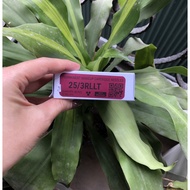 Hong Kwadron Aesthetic Needle 0.25 - 3RL