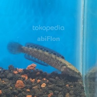 channa blue pulchra 10 cm