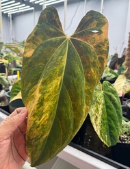 Bibit Bonggol Anthurium Variegata H037 / Kuping Gajah Hybrid Import