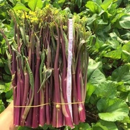 Ready Stock Fast Shipping October Red Vegetable Moss Seeds Red Vegetable Heart Seeds Vegetable Heart