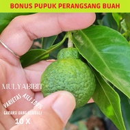 Bibit jeruk dekopon sudah berbuah / berbunga