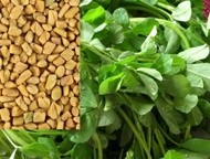 Fenugreek SEED(Trigonella foenum-graecum)