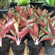 tanaman hias aglonema red sumatra -pohon aglonema red sumatra⠀⠀