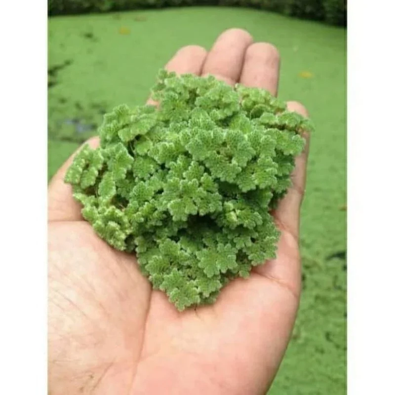 Azola/Azolla tumbuhan air