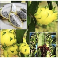 【 5 FREE 1 】pokok buah naga kuning/ buah naga kuning israel/ israel yellow dragonfruit/ yellow drago