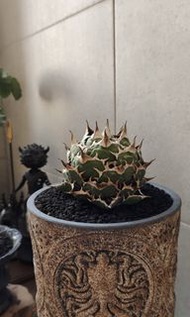 龍舌蘭｜仁王冠FO076｜闊12cm高9cm