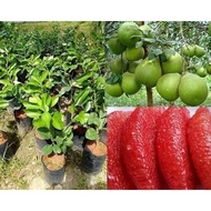 Pokok Limau Bali Isi Merah Cepat Berbuah