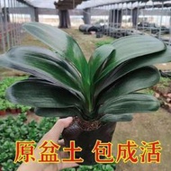 好姐姐丶【精品推薦】君子蘭花君子蘭盆栽君子蘭苗四季常青植物蝴蝶蘭花tqxy