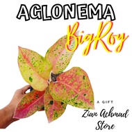 tanaman hias aglonema big roy / Aglonema / Aglonema Murah