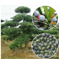Tongue Seed Wholesale New Cai Monk Pine Precious Seedling Small Leaf Seed Pine Monk Pine High Qualit