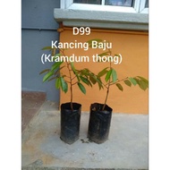 ANAK POKOK DURIAN D99 KANCING BAJU (KRAMDUM-THONG)