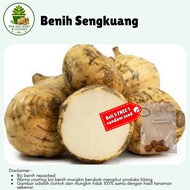 (4pcs) Biji benih SENGKUANG jicama seeds