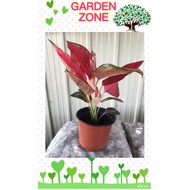 (ready stock)Live plant Aglaonema red master