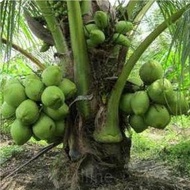 Bibit Buah KELAPA HIBRIDA / bibit pohon kelapa hibrida hijau iiii