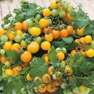 Golden Grape Tomato Seeds Rare Tomato Seeds Heirloom Tomato Seeds Golden Tomato Seeds Grape Tomato