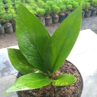 Anthurium jemani