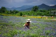 Khao Yai All-Time Favorites Private Car Tour from Bangkok By TTD