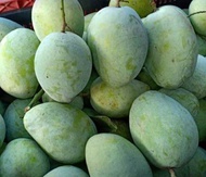 mangga muda indramayu 1kg