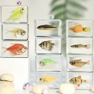 1pc Transparent Resin Real Ocean Marine Life Specimen, Including Red Parrotfish, Green Parrotfish, C
