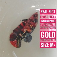 ikan cupang hmpk nemo koi Cooper gold female fm05