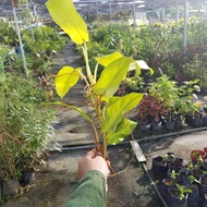 TSC - Philodendron erubescens gold (Philodendron Malay Gold) cutting  / keratan batang philodendron 