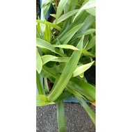 Rumput siti Khadijah atau rumput  beijing