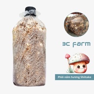 Japanese Shiitake mushroom embryos 1.2kg 2.5kg, evenly grown Donko Shiitake mushroom variety - 3C Fa