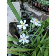 Pokok Herba Bawang Dayak